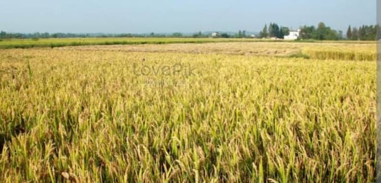 Agri land for sale