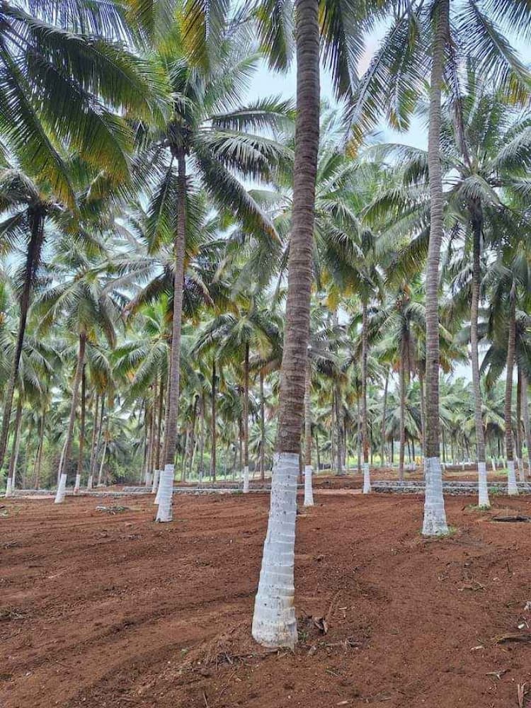 5 Acre coconut farm for sale