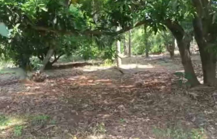 Farm Land with Farm House For Sale