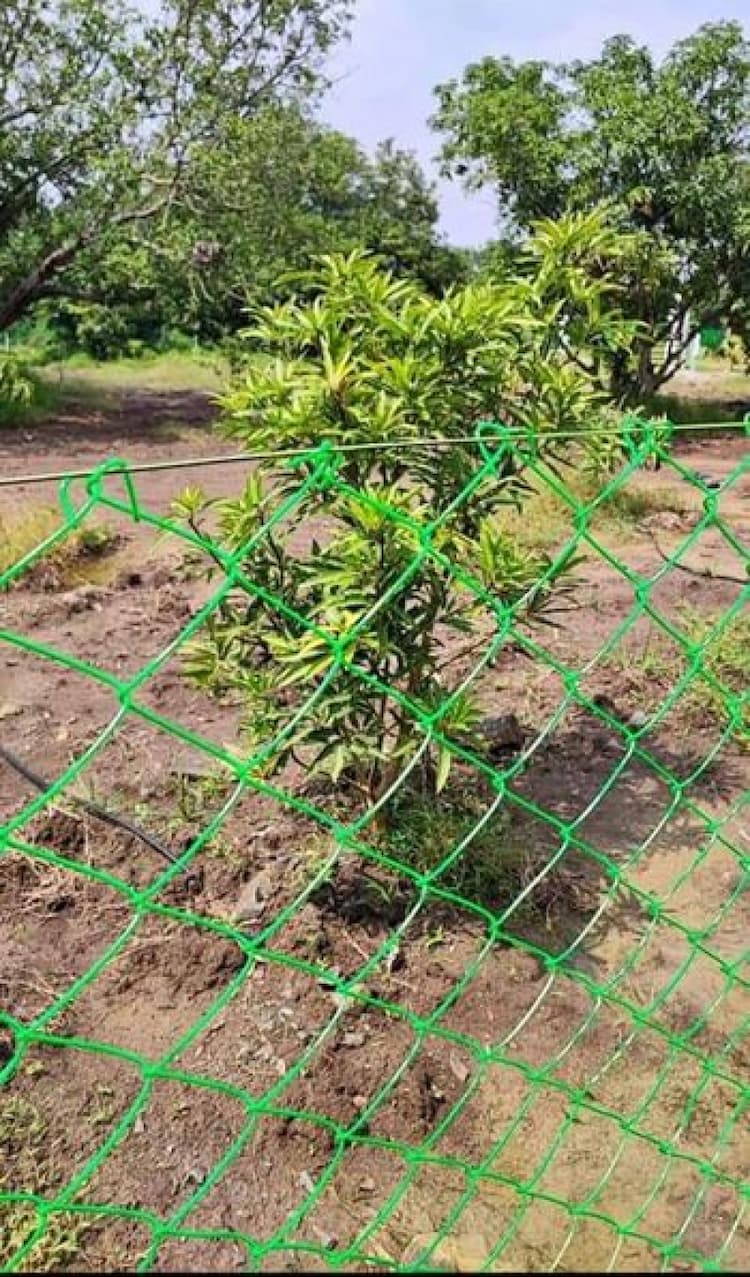 Mango Farm For Sale
