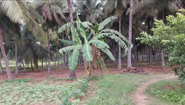 Farm Land For Sales